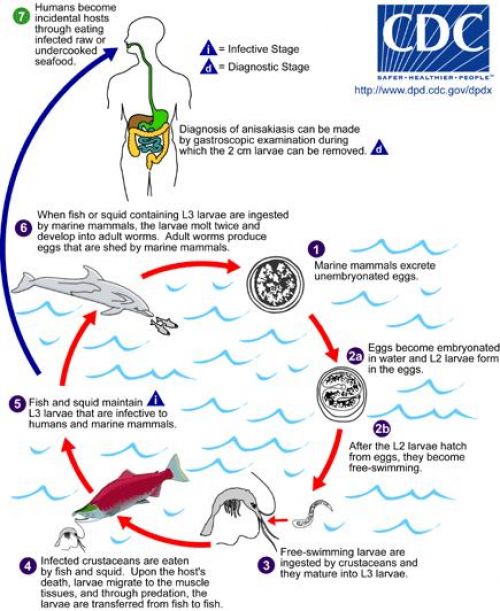 vòng đời ký sinh trùng